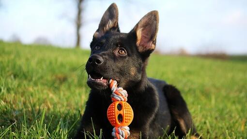 Puppy German Shepherd lying on grass with orange chew toy.