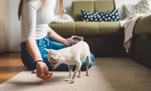 White Chihuahua playing with owner on the floor.