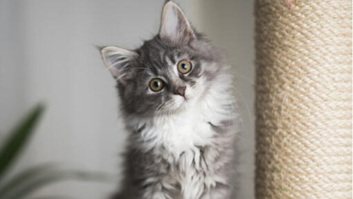 Siberian cat with scratch post