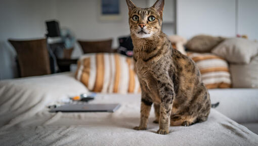 Savannah with light green eyes sitting in the lounge.