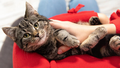 Tabby cat lying on owners lap