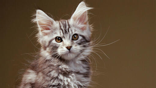 maine coon kitten sitting