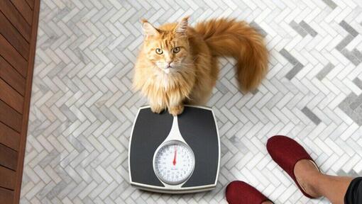 Ginger cat sitting on scales.