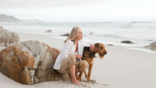 Airedale Terrier on the beach with person.