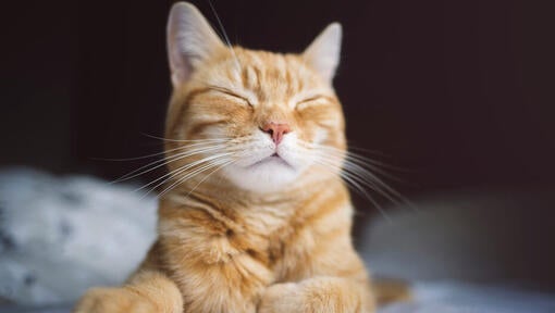 Ginger cat with long whiskers