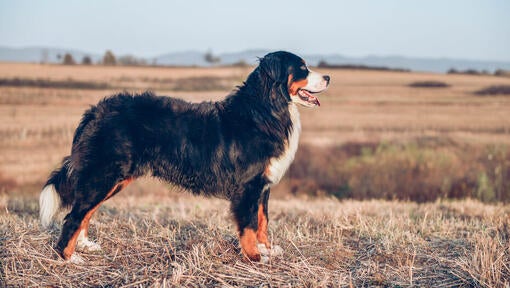 Bernese Mountain Dog