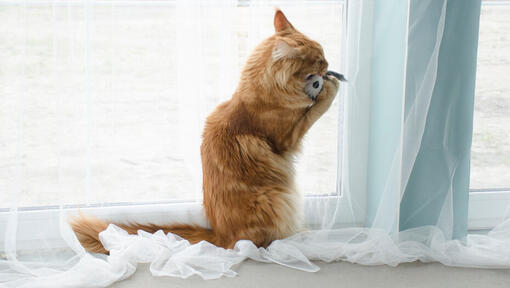 Ginger cat playing with toy