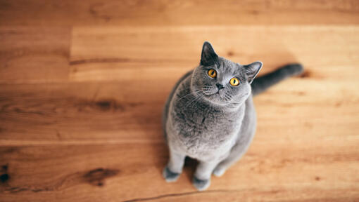 Cat sitting looking up waiting for food