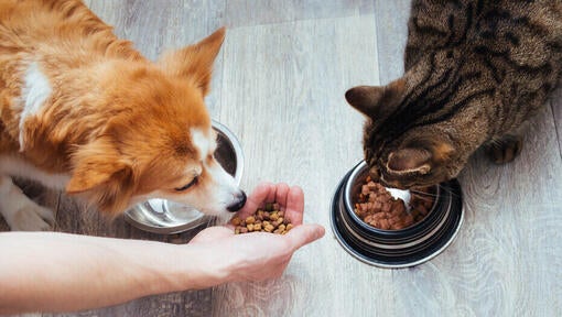 Cat and dog eating from bowls