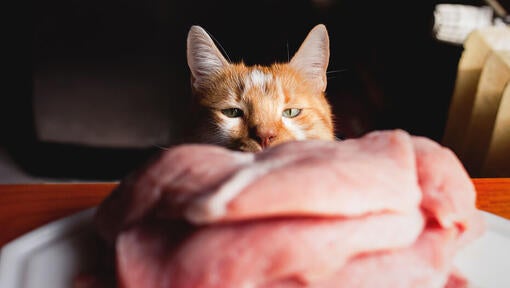 Cat staring at raw meat