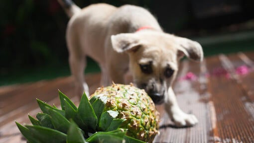 Dog sniffing pineapple