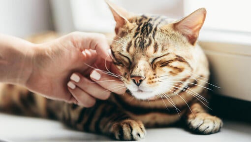 Owner rubbing cat's cheek