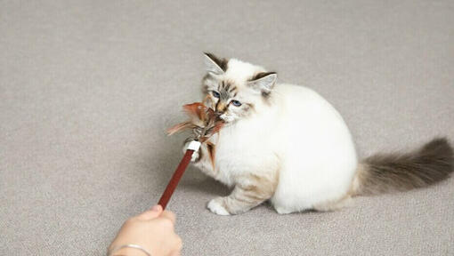 kitten playing with a feather wand