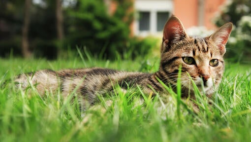 Manx cat laying on the grass.