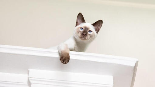 Cat looking down from a high up ledge.