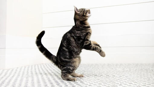 Cat on its hind legs about to jump.