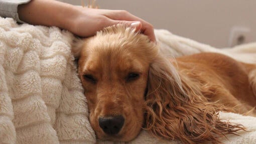 Dog sleeping while being petted by owner.