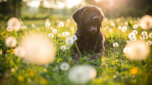 Black dog sitting in a field of dandelions.