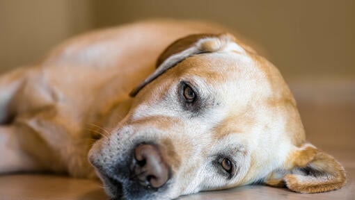 older dog lying on the floor