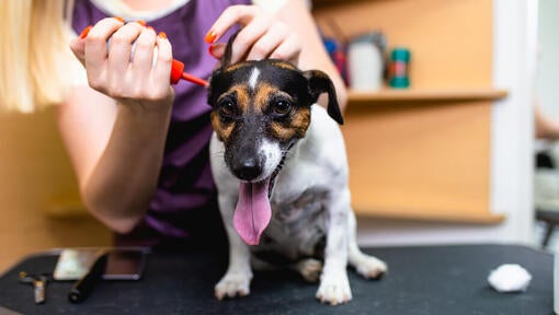 small dog having his ears cleaned