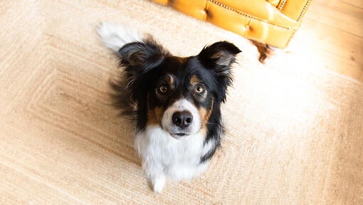 Dog sitting on rug looking up.