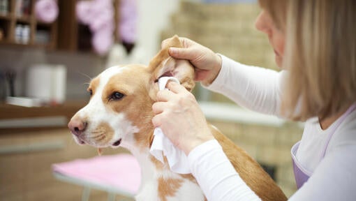Light brown and white dog having ear inspected.