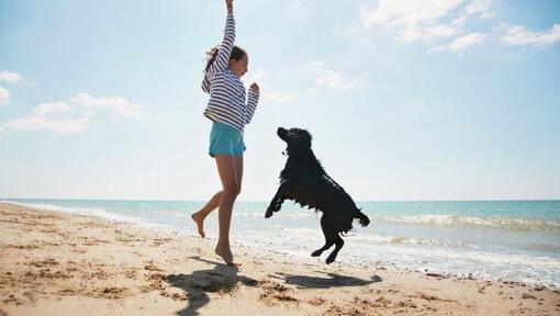 girl and dog jumping on a beach
