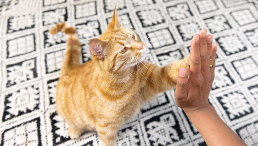 Cat giving owner a high five