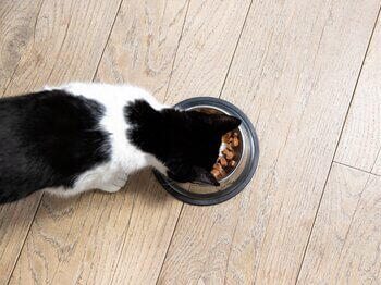 Cat eating from a bowl