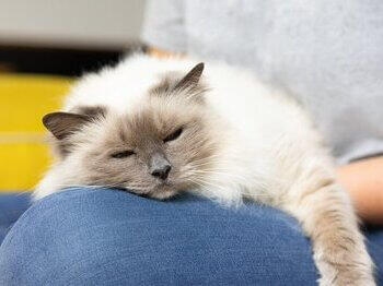 Cat dozing on owner's leg