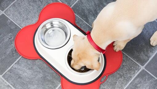 Labrador puppy eating from a bowl