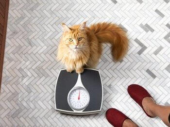 Senior cat on scales