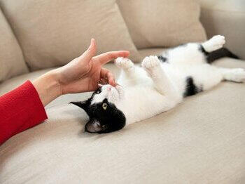 Cat being tickled