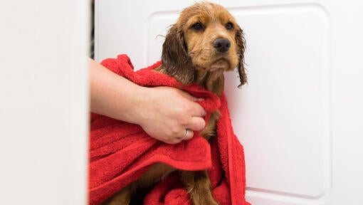 small wet dog being wrapped in a towel