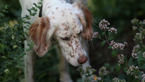 White and brown dog sniffing flowers.