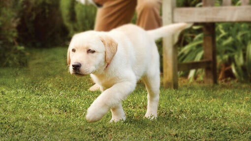 Labrador puppy walking in a garden.