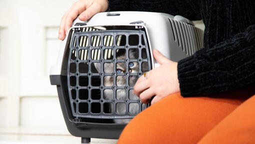 Fluffy cat lying in a crate.