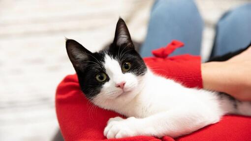 Black and white kitten cuddling with owner.