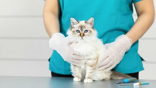 Vet holding a kitten.