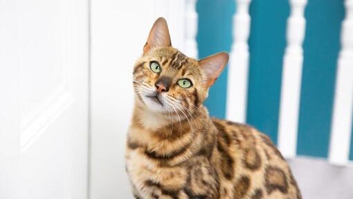 Bengal cat looking at the camera with a tilted head