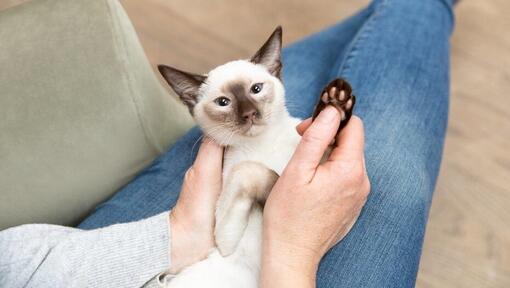 owner checking cat's claws