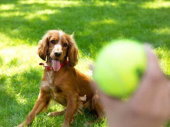 Dog watching tennis ball