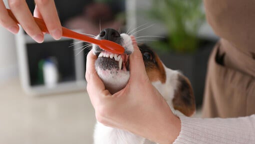 jack russell having teeth brushed