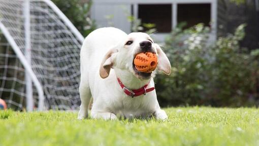 puppy playing with an orange ball