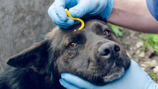 removing a tick with a tool