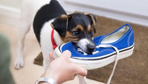 Puppy chewing on a blue shoe.