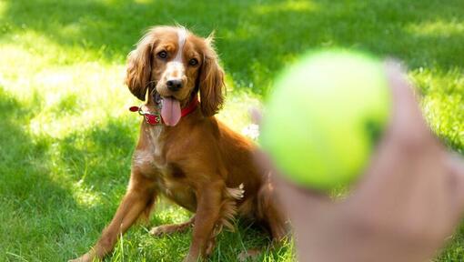 Happy spaniel puppy waiting for a tennis ball to be thrown