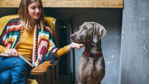 Weimaraner sitting next to woman