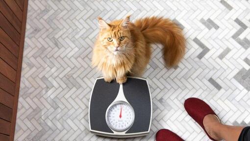 Ginger cat sitting on scales.