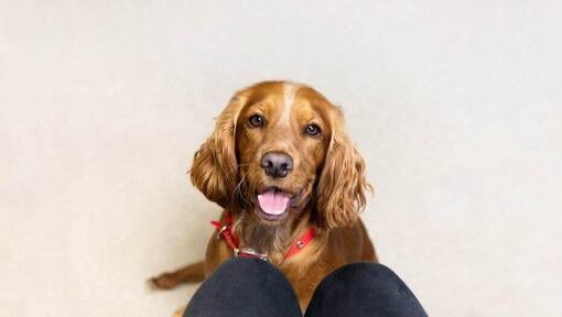 Brown Spaniel with red collar and tongue out.
